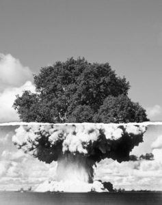 blog bomb tree